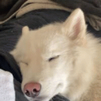 original7686 avatar