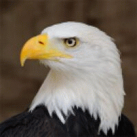 user_155487 avatar