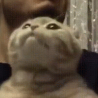 sytaya