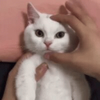 xrgvn avatar