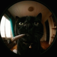 legsurtt avatar
