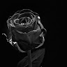 nils_180886 avatar