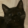 Boubou_185302 avatar