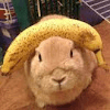 zelda_le_kiwi avatar
