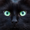 Alexialechat avatar